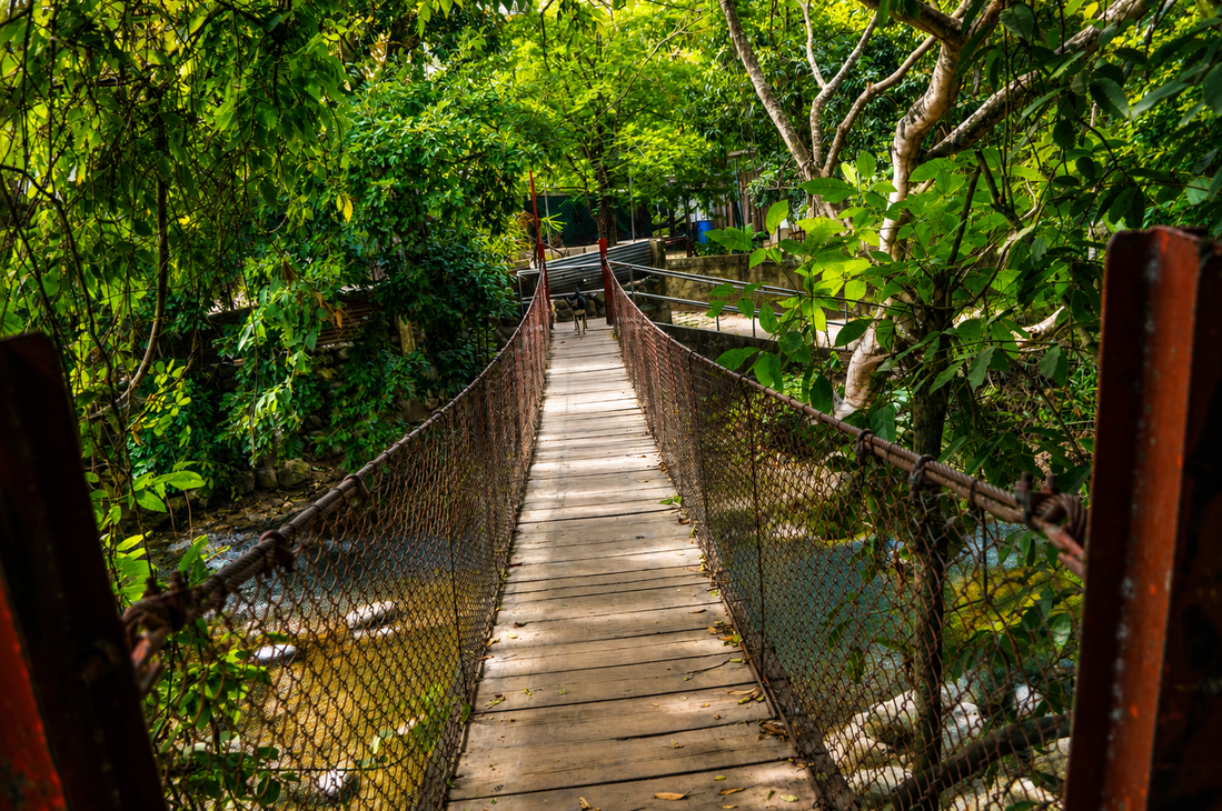 Puente colgante con vista a montañas verdes